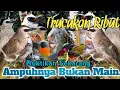 Download Lagu SUARA PIKAT TRUCUKAN RIBUT DAN BURCIL KEJEPIT. SANGAT AMPUH..