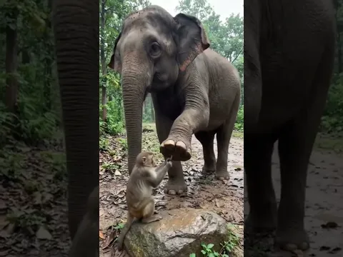 दोस्ती की कोई सीमा नहीं! ❤️🐘🐒 #facts