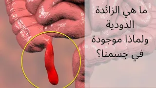 ما هي الزائدة الدودية وما هو التهاب الزائدة الدودية واعراضه دندنها