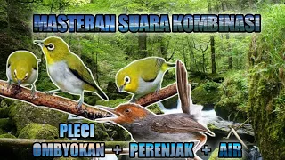 Download KOMBINASI SUARA BURUNG PLECI DAN PERENJAK YANG AMPUH BUAT MASTERAN MP3