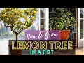 How to Grow Lemon Tree in a Pot Care and Growing Lemon Tree