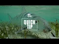 Quick Tip - How to Feed Big Bonefish Mill House Podcast
