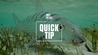 Quick Tip - How to Feed Big Bonefish Mill House Podcast