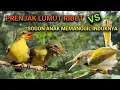 Download Lagu Suara pikat sogon anakan kombinasi prenjak lumut ribut. Cocok untuk memikat sogon yang susah turun.