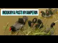 SUARA PIKAT BURUNG MANDAR BATU DAN ANAK MANDAR BATU AUTO INDUK NABRAK