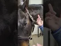 Equine Eye Ointment Administration