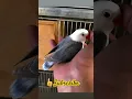 Download Lagu voilet mauve dun fallow lovebird #youtubeshorts #youtube