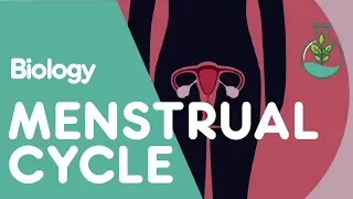 What Is The Menstrual Cycle Physiology Biology FuseSchool 