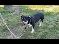 Meet Brody a Terrier Pit Bull currently available for adoption 2026 12 10 56 PM