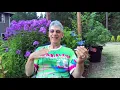 Wedding Cake Weed Strain Review