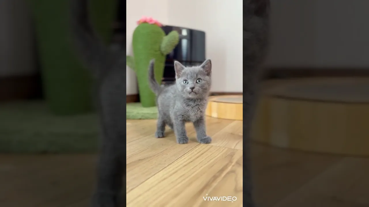 動画