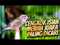 MATERI ISIAN MEWAH JAWARA - MASTERAN KENARI ISIAN BLACKTHROAT GACOR DURASI PANJANG CENGKOK SYAHDU