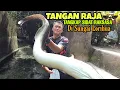 Download Lagu Tangan Raja Telusuri Sungai Ratusan Belut Morea dari Muara Ke Hulu