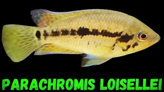 Download PARACHROMIS LOISELLEI UPDATE #americancichlid #growout #fish MP3