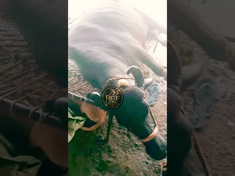 Gayi bhains khatiye par😂😱 #rooftop #dairyfarming #farmingbusiness #cattlefarm #milkproduction