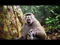 Download Lagu Dag 3 in de jungle | ASMR-junglegeluiden met Baboon 🐒🌳 | Jungle Vlog-serie