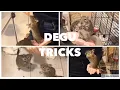Download Lagu Degu training - Day 1