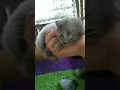 2 Weeks old Persian Siamese kitten