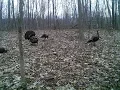 Michigan Spring Turkey Hunting