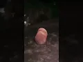binaliw aku nila