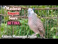 Download Lagu Masteran Ampuh‼️Perkutut Betina Memanggil Jantan || The female turtle dove calls the male