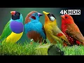 Download Lagu MOST WONDERFUL BIRDS OF GARDEN | Breathtaking Nature \u0026 Wonderful Bird Songs | HEALING NATURE | ZEN