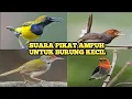 Download Lagu Suara pikat ampuh untuk emua burung kecil #pikatsemuaburung #pikatburcil