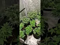 Guava AutoFlower RF3 Huge - In Flowering Fase and How to LST with TSG