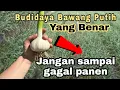 Lagu Budidaya Bawang Putih Yang Benar Supaya Hasilnya Maksimal