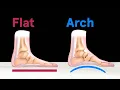 Every Useless Body Part Explained From Head to Toe WIRED