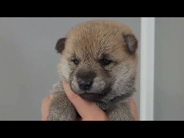 動画
