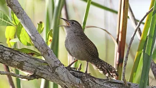 zapata wren a rare cuban melody