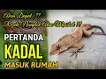 Download Lagu ARTI KADAL MASUK RUMAH, APAKAH AKAN MENDAPAT REZEKI NOMPLOK ?? Pertanda Kadal Masuk Rumah