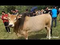 Download Lagu Beautiful long horned cow, nyuj tshav noom phwm