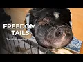Freedom Tails The Oinking Acres Story