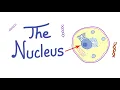 The Cell Nucleus - the control freak