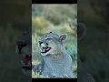 Download Lagu PUMA CALLING - This young male was calling his mother. Did you know they sound like this? #puma