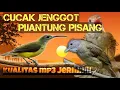 DUET MAUT !! TEMBAKAN KASAR CUCAK JENGGOT DAN PIJANTUNG PISANG durasi 1 jam nonstop