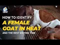 How to Identify a Female Goat in Heat and the Best Mating Time Dr Vet