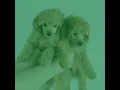 Wonderful Puppy Day Dream