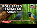 Download Lagu 🔴Masteran Kekinian Roll Speed Tembak Dalam Jos Materi Cucak Cungkok Gacor vs Srigunting Abu Abu
