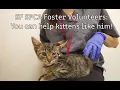 SF SPCA Foster Volunteers Watch How to Give Eye Meds to Kittens