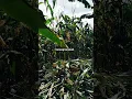 Download Lagu #gusnizam #pisang #cover #gusiqdham #jagung #petanimuda #petanijagung #lampung #lampungtimur