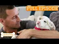 Download Lagu Blind And Deaf Dog Becomes Loyal Service Companion | Lucky Dog Double Episode