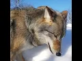 Wolf howling compilation