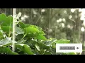 Relaxing Rain Sounds for Sleeping - Raining in Puerto Rico with Coqui Frogs
