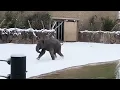 Houston Zoo animals discover snow for the first time