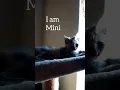 Rescued Cats and Kittens Available for Adoption in Phoenix AZ