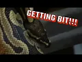 Ball Python Bite How bad is the bite