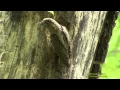 Lagu GÖKTYTA  Eurasian Wryneck  (Jynx torquilla)  Klipp - 1440